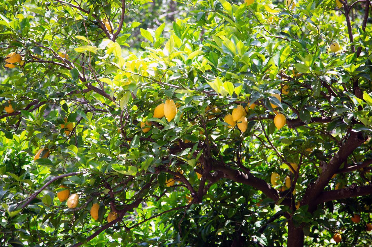 L' Arancio In Fiore Sant'Agnello Esterno foto