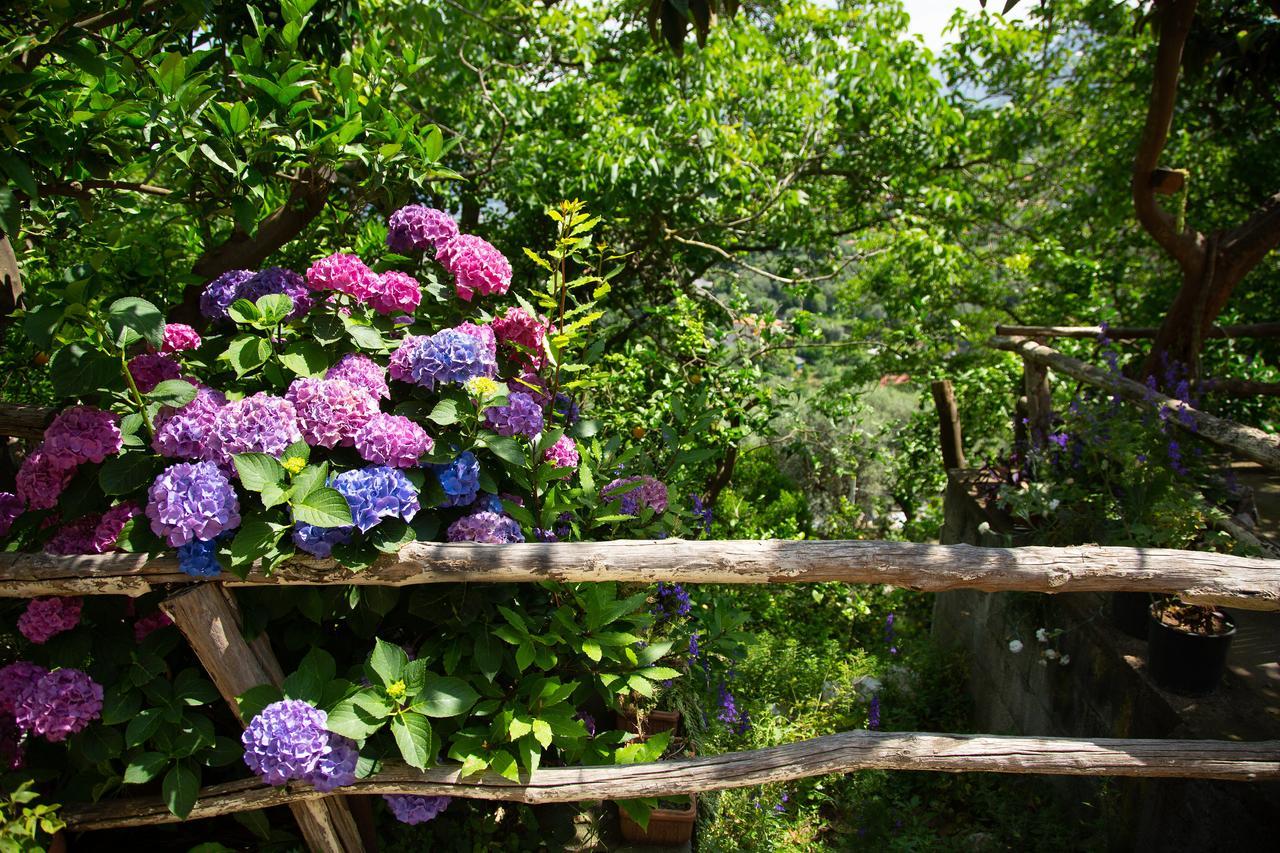 L' Arancio In Fiore Sant'Agnello Esterno foto